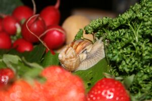 Deidesheim - IMG_0073