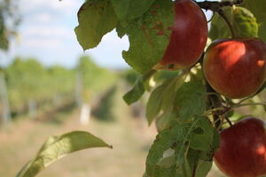 Maikammer - IMG_2993_Gareis