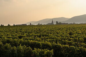 Maikammer - 2014_AL16174prv