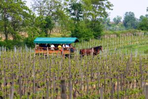 Deidesheim - 091 Kutschfahrt1