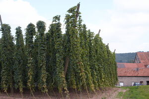 Spalt - Museumshopfengarten