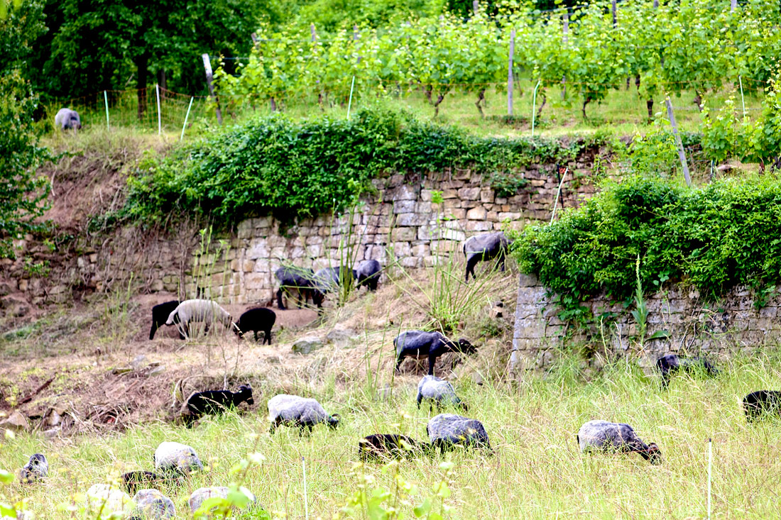 Weidende Schafe in den Weinbergen um Deidesheim und Maikammer.